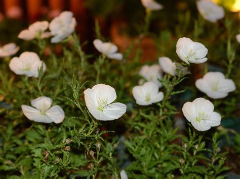 夜間開花植物